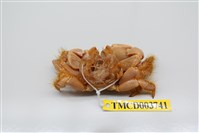 藏品(羅氏毛足蟹)的圖片